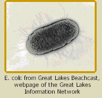 E. coli: from Great Lakes Beachcast, 
webpage of the Great Lakes Information Network 