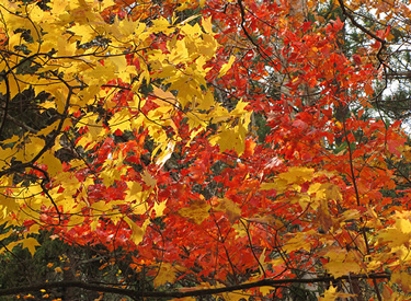 Maples show a variety of colors on the Superior National Forest. Photo: Steve Robertsen, District Interpreter, Tofte Ranger District of the Superior National Forest