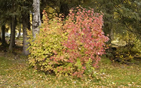 A high bush cranberry near Glacier Creek in Girdwood, near the Chugach National Forest