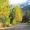 Black cottonwood and birch accentuate the fall season along Alpine Meadows Drive in Girdwood, Alaska near the Chugach National Forest. 