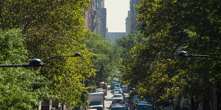 Urban Forest. Photo by Lance Cheung, USDA.