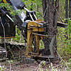 Felling loblolly pine (Pinus taeda) trees with a swing-to-tree feller-buncher equiped with a shear head.