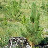 Ponderosa pine sapling.