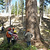 Men standing in a Ponderosa pine stand that was thinned.