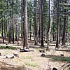 A ponderosa pine forest on the Blodgett Experimental Forest.