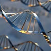 A DNA helix model.