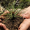 A pine seedling in a person's hands.