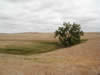 Picture of a solitary plains cottonwood tree growing beside a small stream.