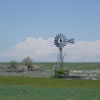 Picture of a lone dead tree in the background, an eagle feather lying on the ground in front of the tree.