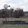 Picture of a lone bur oak.