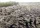Log Jam -- visit galleries