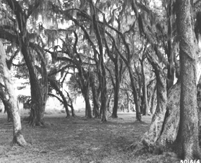 A forest of live oak draped with Spanish moss