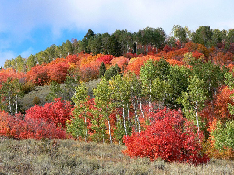 Image of a meadow filled with purple, yellow and pale pink flowers against a mountainous backdrop on the Uinta NF, Utah. Photo by Terea Prendusi.