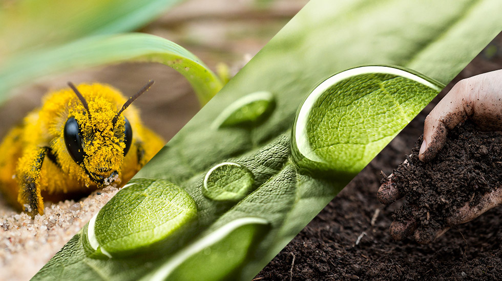 Left: a bee covered in pollen sits lays in sand. Center: water droplets form on green leaf. Right: A hand scoops dark brown soil.