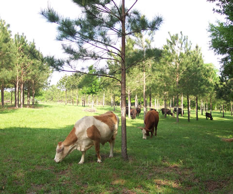 Cattle grazing among scattered young pine trees.