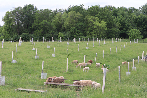 Image of farm animals in a field with protected plants.