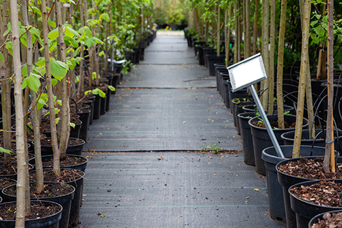 Image of plants in a greenhouse.