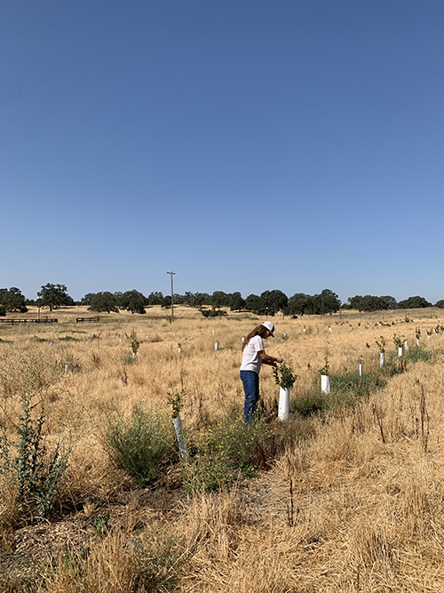 Image of a person working on trees in a field.