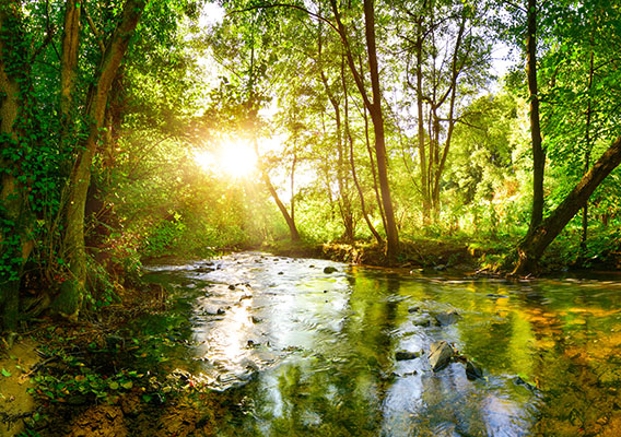 a brook in a forest
