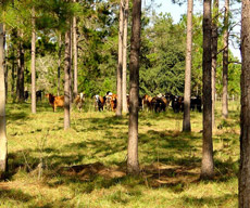Cattle graze within a stand of trees