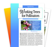 Brochures icon