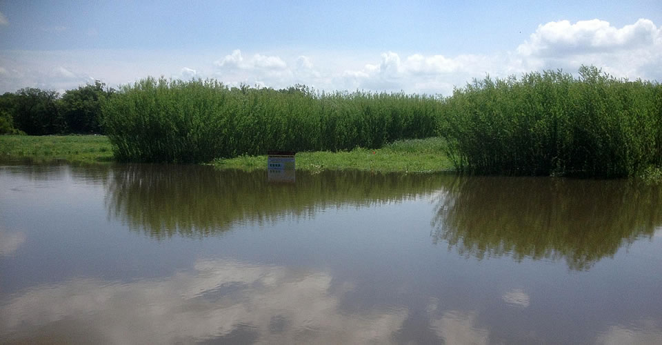 Flooded willows.