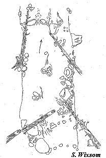 [Photo]: Diagram of large woody debris restoration project on Griffith Brook, Green Mountain National Forest, Vermont.