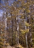 This photograph shows an Allegheny Plateau forest stand. Allegheny Plateau forests are largely second-growth forests that -originated after extensive turn-of-the-century harvests. These forests contain tree species of widely different growth rates and tolerance of shade.