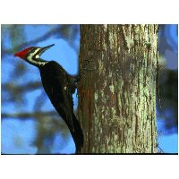 Thumbnail photo of the Pileated Woodpecker