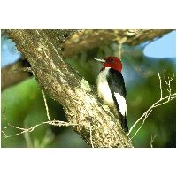 Thumbnail photo of the Red-headed Woodpecker