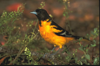 Photo of Baltimore Oriole by K.T. Karlson