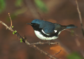 Black-throated Blue Warbler (Dendroica caerulescens) Photographer: K.T. Karlson