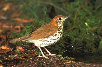 Photo of Wood Thrush by K.T. Karlson