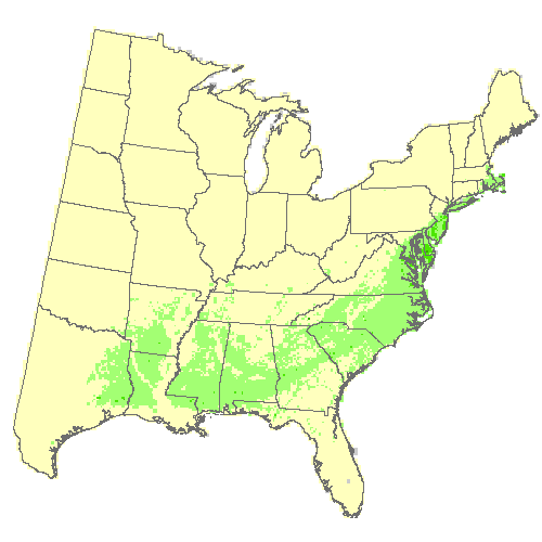 Community Climate System Model 4.0 (CCSM4), Moderate emissions (RCP 8.5) for American holly Community Climate System Model 4.0 (CCSM4), Moderate emissions (RCP 8.5) for American holly