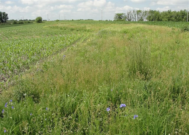 Prairie strip embedded in an agricultural (corn) watershed.  The prairie strips increase nutrient and sediment retention, reduce runoff, and increase biodiversity.  Photo by Dr. Matt Helmers,  Iowa State University