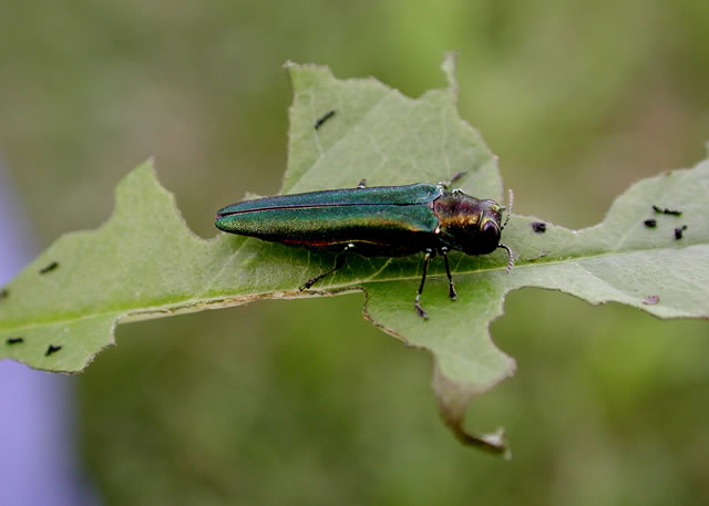 Emerald Ash Borer Adult Feeding on Leaf. Photo by Debbie Miller, USDA Forest Service 