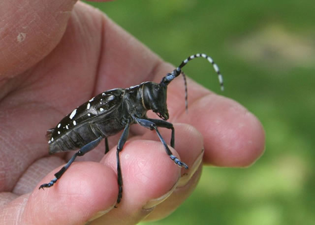 Someone holding an Asian Longhorned Beetle.  Photo by Glenn Rosenholm, USDA Forest Service