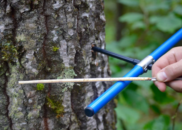 Samples from increment borer shows the growth of a tree.  Photo by Mark Kubiske, USDA Forest Service 