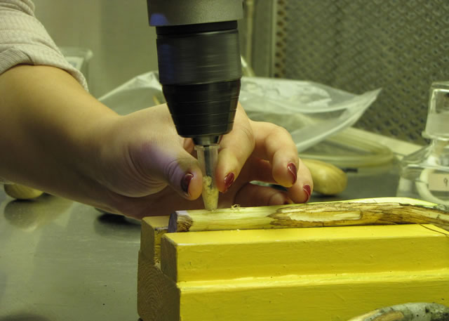 Drilling to obtain sapwood shavings for fungal DNA extraction. Photo by Jennifer Juzwik, USDA Forest Service