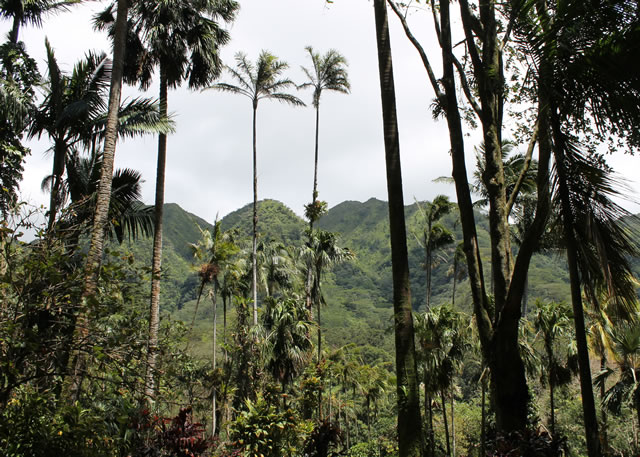 Hawaii’s native forest, Oahu, Hawaii.  Photo by Jessie A. Glaeser, USDA Forest Service 
