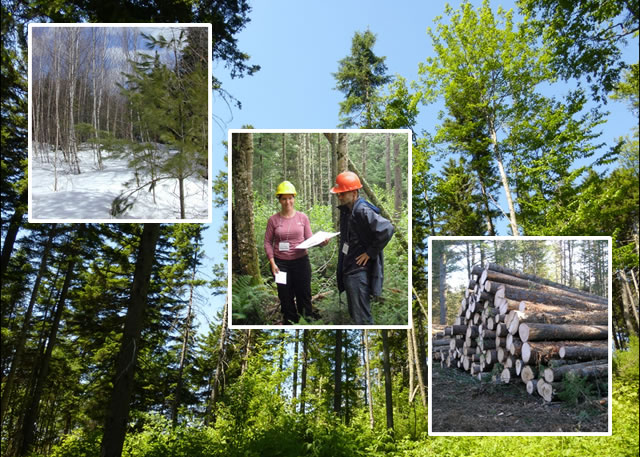 Scientists from the USDA Forest Service, Northern Research Station, are leading an effort with other scientists from universities and agencies in the US and Canada to critically examine the economic and ecologic benefits of hardwood - softwood mixtures or 