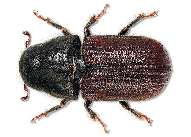 A mountain pine beetle.  Photo by South Dakota Department of Agriculture
