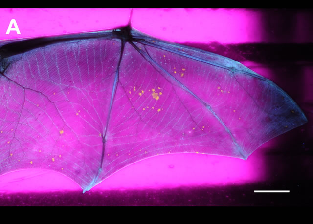 Photo of a bat wing showing signs of white nose syndrome skin lesions.  Photo  Czech Academy of Sciences