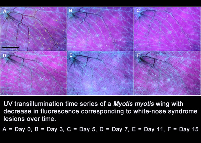 Photo of a bat wing showing varying signs of white nose syndrome skin lesions.  Photo  Czech Academy of Sciences