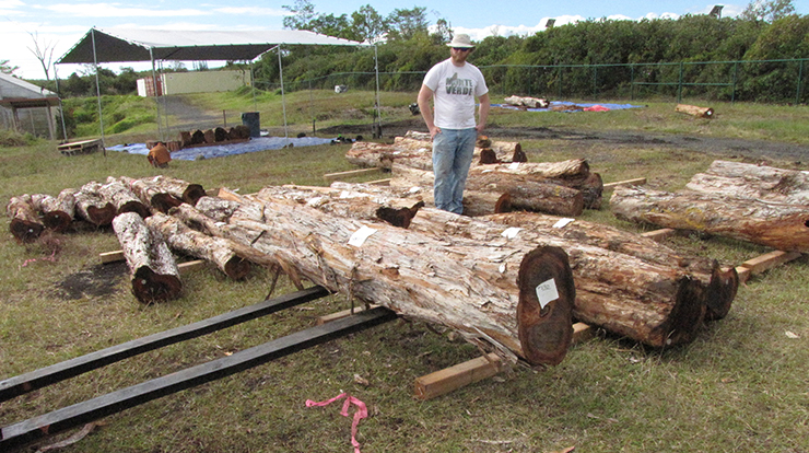 `Ōhi`a logs obtained from rapid `ōhi`a death - killed trees and used in vacuum steam treatment trials in Hilo, Hawai`i. Forest Service photo by Jennifer Juzwik