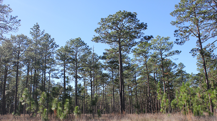 Longleaf pine stand in southern Georgia that is being sustainably managed by frequent burning and harvesting. Photo by Ben Knapp, University of Missouri.