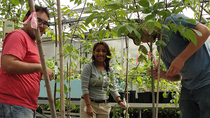 Interns from the Hispanic Association of Colleges and Universities (HACU) Program place Emerald ash borer eggs onto ash trees in the greenhouse