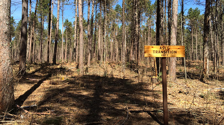 Computer modeling can predict the long-term outcome of adaptation treatments in the Red Pine-ASCC experiment, such as mortality of trees in over the next 100 years.  Chippewa National Forest, April 2014.