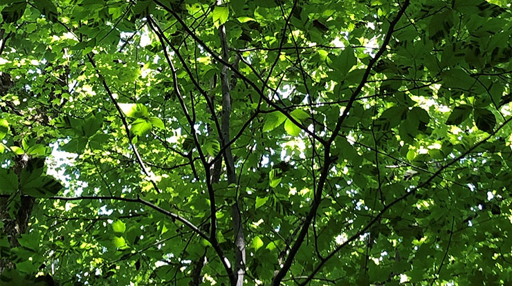 Beech leaves with banding, a symptom characteristic of beech leaf disease.