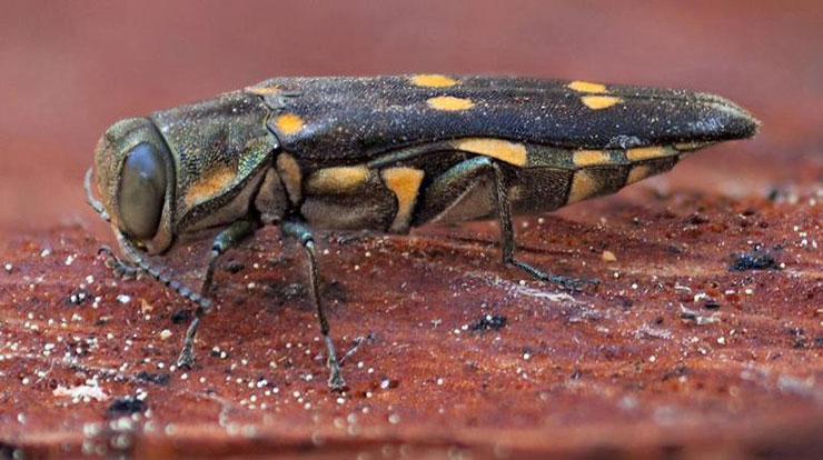 An adult goldspotted oak borer.